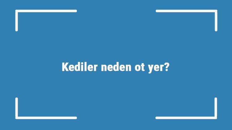 Kediler neden ot yer? Kedilerin ot yemesinin sebepleri