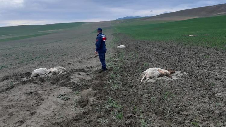 Şiddetli fırtınada 58 koyun öldü