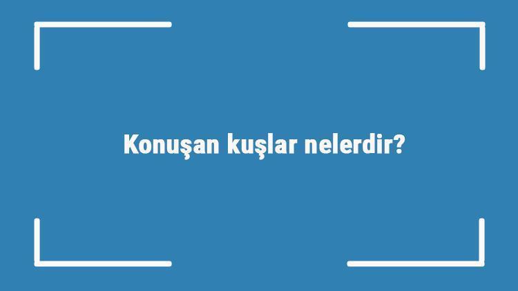 Konuşan kuşlar nelerdir konuşan kuş türleri ve isimleri