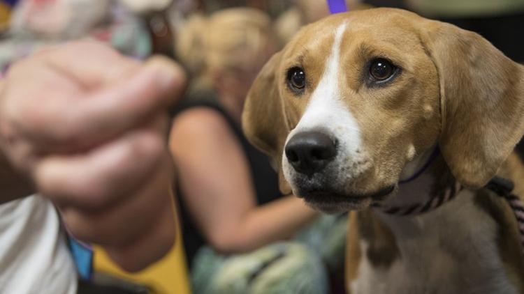 Vegan yemekler köpekler için daha sağlıklı olabilir