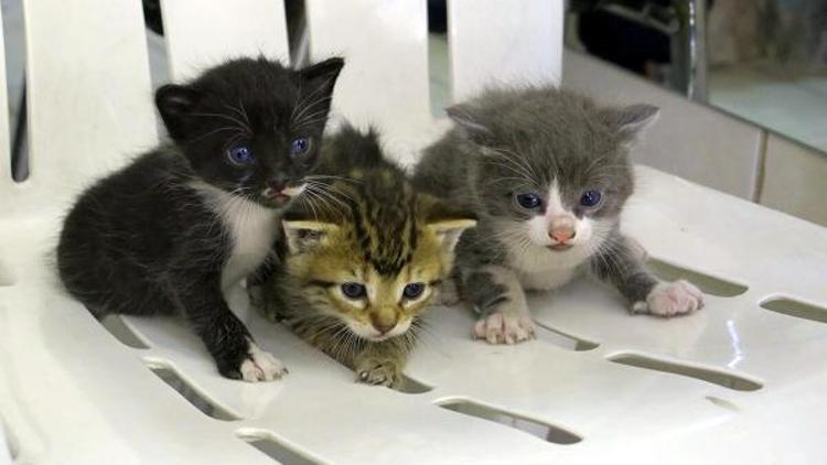 Tavan arasında mahsur kalan yavru kedileri itfaiye kurtardı
