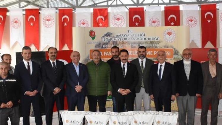 ‘Türkiye’nin soya fasulyesi ihtiyacının yüzde 5’i Amasya’dan’