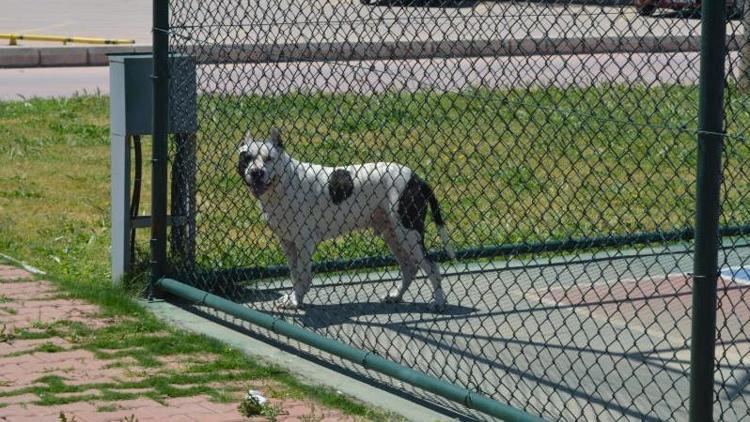 İzmirde pitbull dehşeti