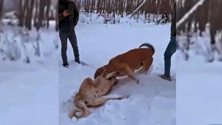 Köpekleri dövüştürüp görüntülerini sosyal medyada paylaştı Yakalandı