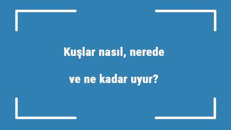 Kuşlar nasıl, nerede ve ne kadar uyur