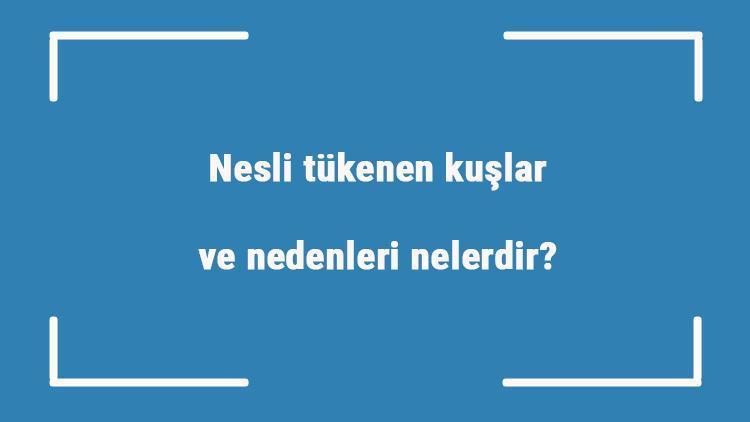 Nesli tükenen kuşlar ve nedenleri nelerdir