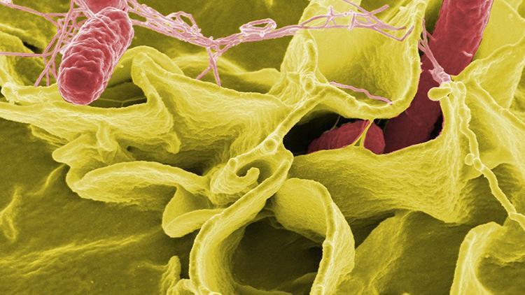 DSÖden Salmonella açıklaması: 6 tip antibiyotiğe dirençli