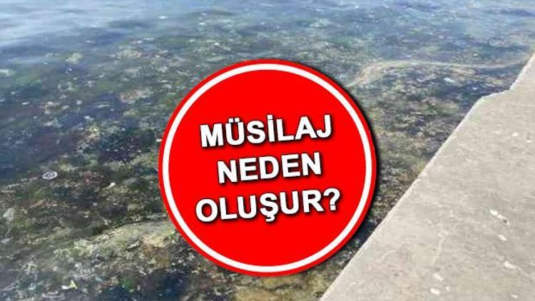 Müsilaj nedir, neden oluşur İstanbulda yeniden görülen deniz salyası (müsilaj) nedenleri
