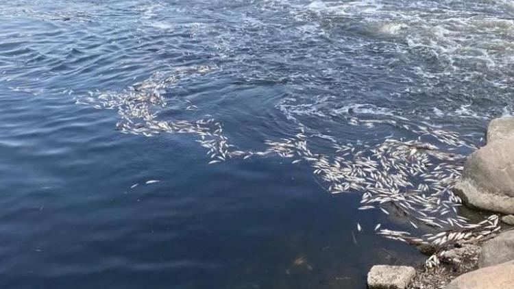 Dicle Nehrinde tedirgin eden görüntü Binlerce balık öldü