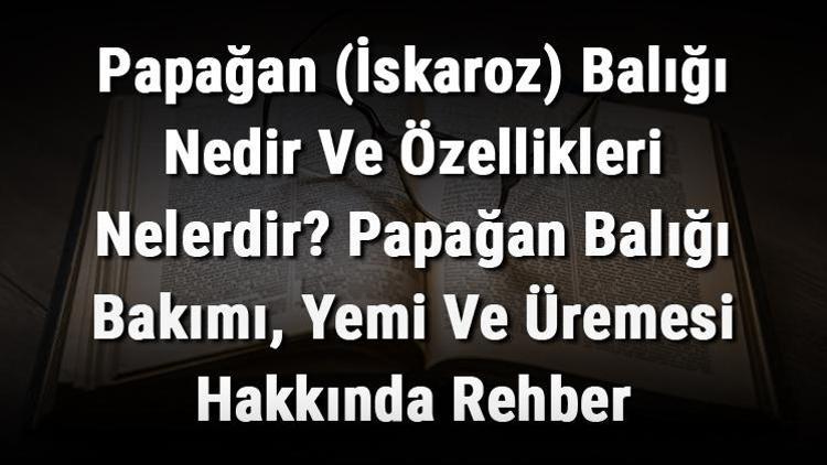 Papağan (İskaroz) Balığı Nedir Ve Özellikleri Nelerdir Papağan Balığı Bakımı, Yemi Ve Üremesi Hakkında Rehber