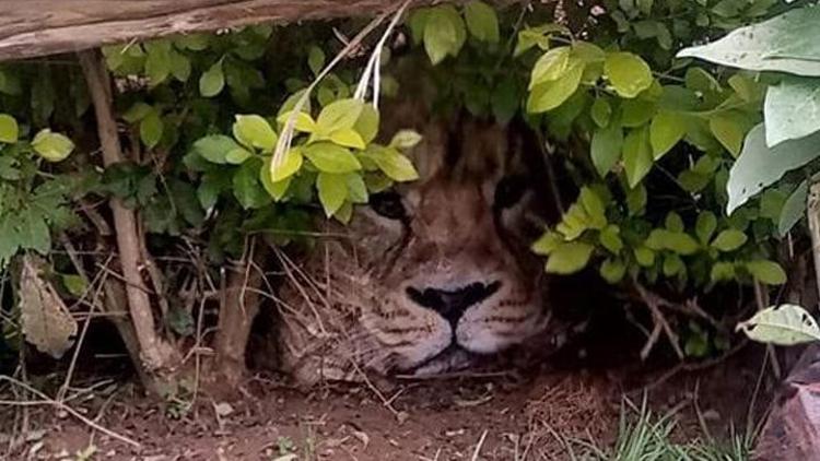 Kenyada üstünde aslan fotoğrafı olan çanta paniğe neden oldu Çitin arkasında saklanıyor