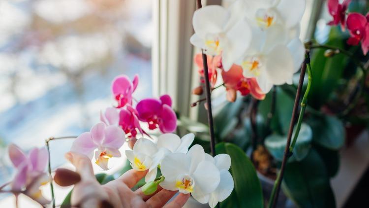 Orkide nasıl bakılır? Evde orkide sulama, çoğaltılması, saksı değişimi ve bakımının püf noktaları