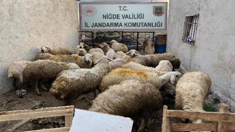 Niğdede çalınan koyunlar jandarma tarafından bulundu