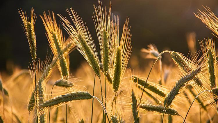 ABden 20 milyon ton buğday için eylem planı