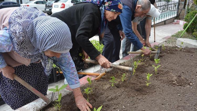 Huzurevinde bostan kurdular