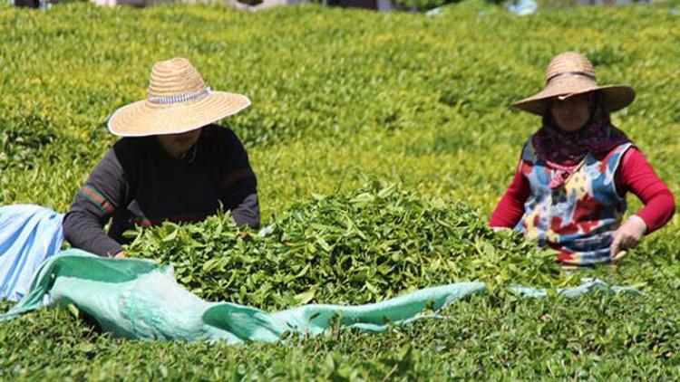 Çay alımı taban fiyatı 2022: Yaş çay alım fiyatı ne kadar, kaç TL oldu