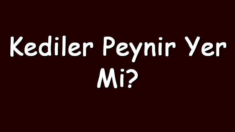 Kediler peynir yer mi Kediler krem, kaşar, beyaz, üçgen, küflü ve bozuk peynir yiyebilir mi