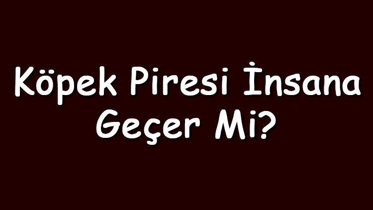 Köpek piresi insana geçer mi ve ısırır mı İnsan saçında yaşar mı ve nasıl temizlenir