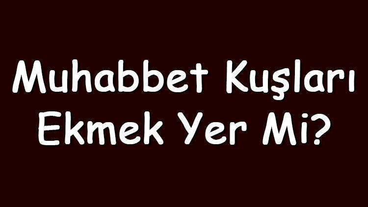 Muhabbet kuşları ekmek yer mi Muhabbet kuşu için kuru ekmek kırıntısı zararlı mıdır