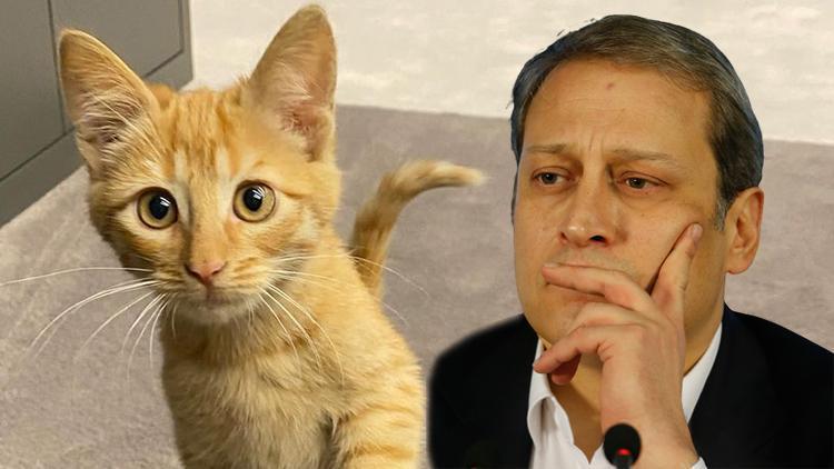 Son Dakika: Galatasarayda uğur denemeleri tutmadı Başkan Burak Elmasın sahiplendiği kedi Simba gönderildi...