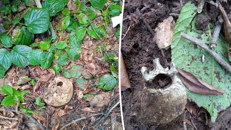 Ormanda insan kafatası ve kemikleri bulundu Soruşturma başlatıldı