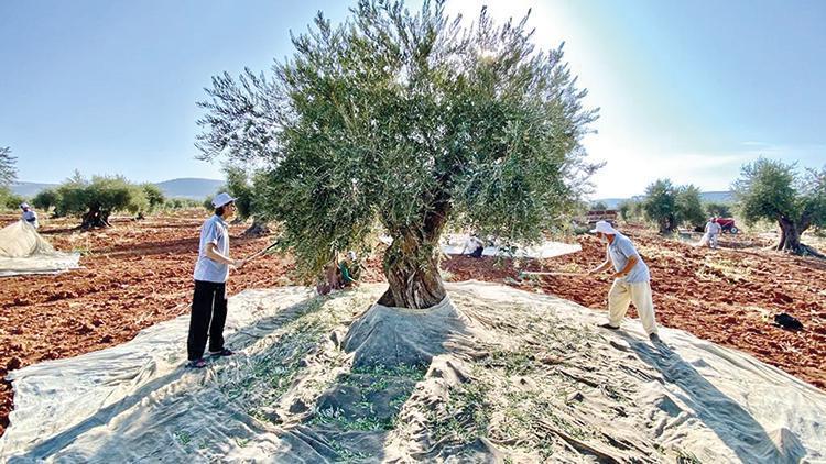 Kilis’ten zeytinyağı atağı