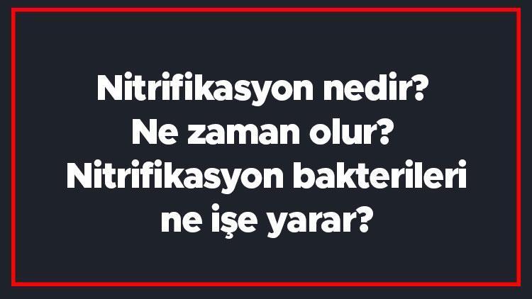 Nitrifikasyon nedir Ne zaman olur Nitrifikasyon bakterileri ne işe yarar