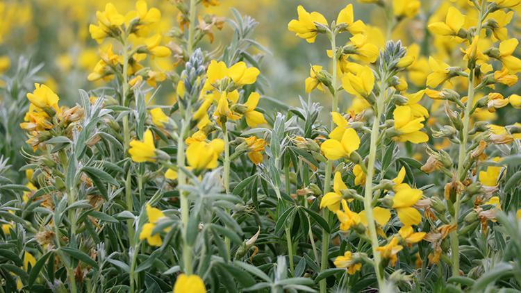 Eber sarısı çiçeğini koparana 109 bin lira ceza