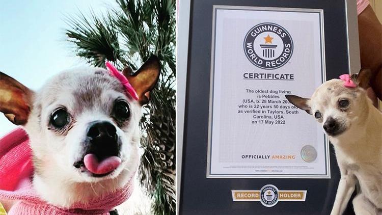 Tam 22 yaşında Pebbles, Guinness Rekorlar Kitabı’na girdi
