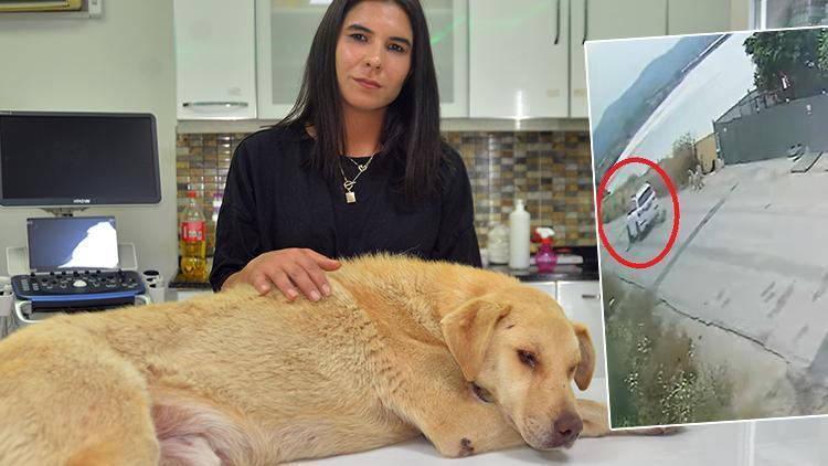 Yoldaki Köpeği Ezen Sürücü Kaçtı O Anlar Kamerada Son Dakika Haberleri