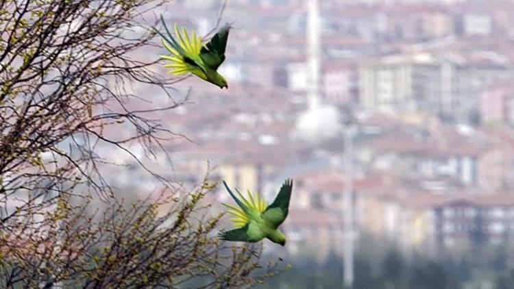 Yeşil papağanlar toplanmamalı