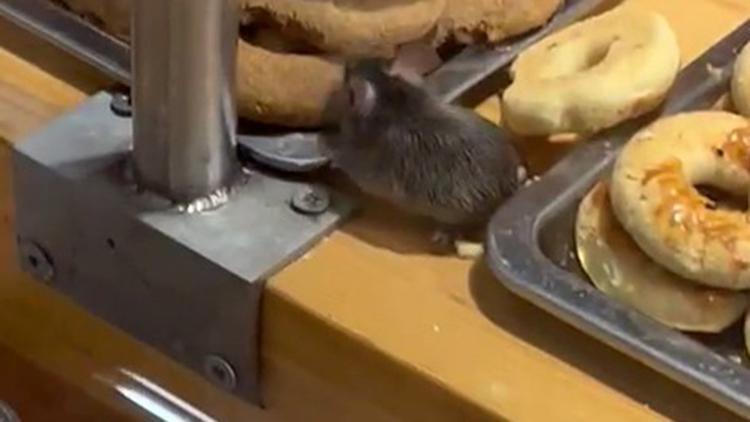Markette iğrenç görüntü Pastanedeki fareyi çeken müşteri tepki gösterdi