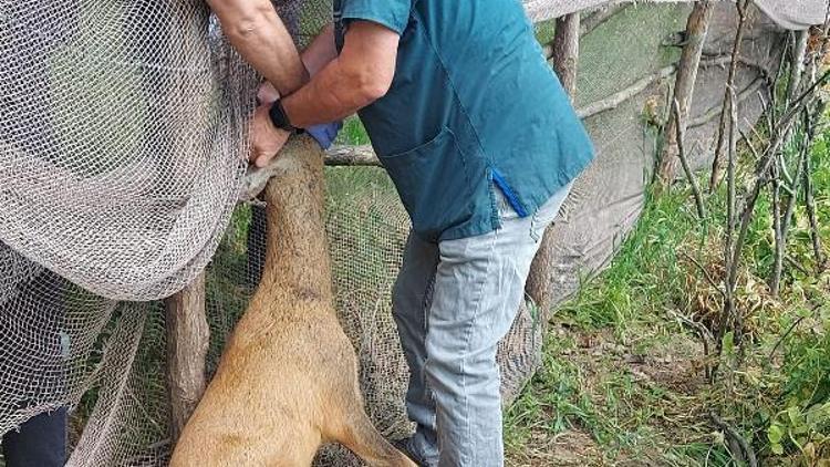 Ordu’da tarlada ağa takılan karaca kurtarıldı