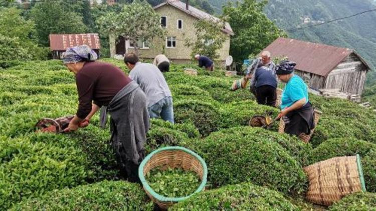 Ordu’da çay hasadı başladı