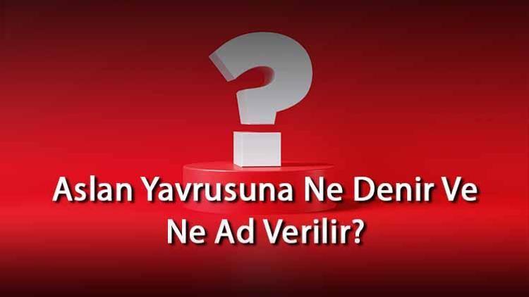 Aslan Yavrusuna Ne Denir Ve Ne Ad Verilir Aslanın Yavrusu Nedir