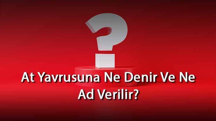 At Yavrusuna Ne Denir Ve Ne Ad Verilir Atın Yavrusu Nedir