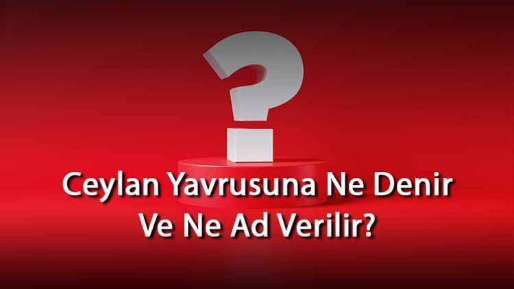 Ceylan Yavrusuna Ne Denir Ve Ne Ad Verilir Ceylanın Yavrusu Nedir