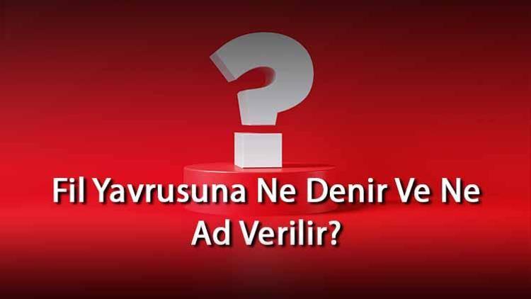 Fil Yavrusuna Ne Denir Ve Ne Ad Verilir Filin Yavrusu Nedir