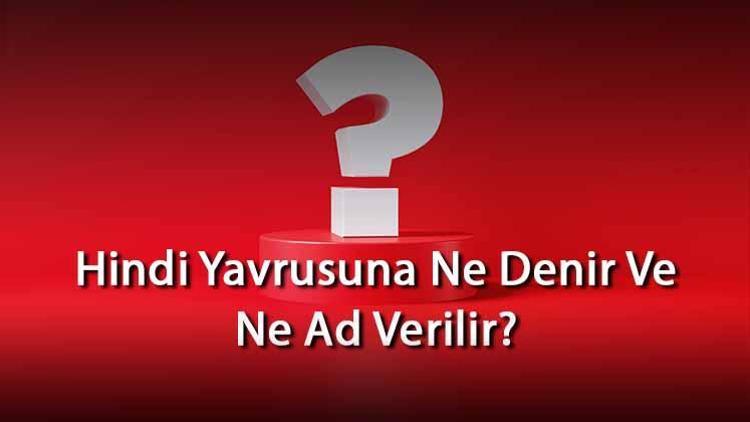 Hindi Yavrusuna Ne Denir Ve Ne Ad Verilir Hindinin Yavrusu Nedir