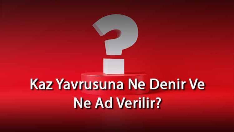 Kaz Yavrusuna Ne Denir Ve Ne Ad Verilir Kazın Yavrusu Nedir