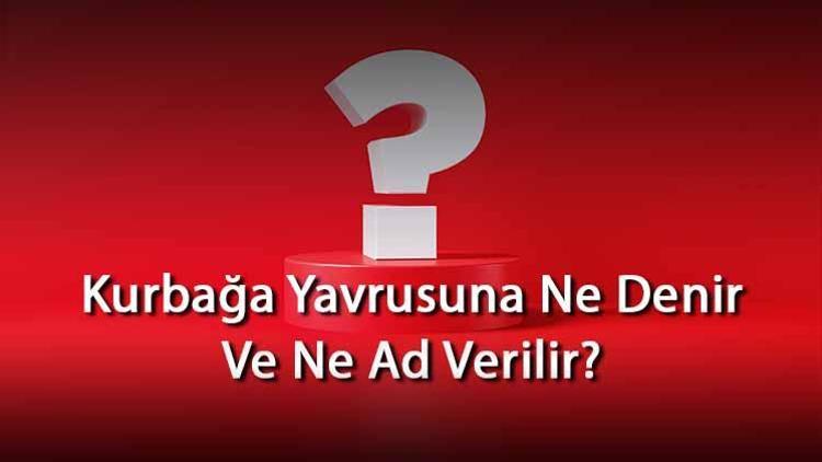 Kurbağa Yavrusuna Ne Denir Ve Ne Ad Verilir Kurbağanın Yavrusu Nedir