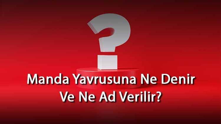 Manda Yavrusuna Ne Denir Ve Ne Ad Verilir Mandanın Yavrusu Nedir