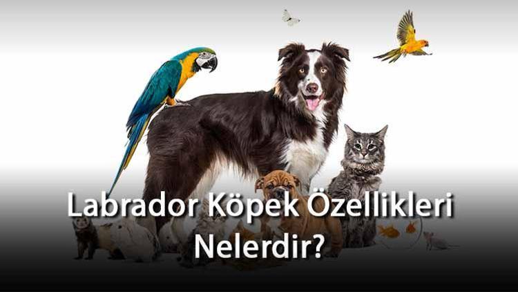 Labrador Köpek Özellikleri Nelerdir? Ne Kadar Büyür, Nasıl Eğitilir? Labrador Cinsi Köpek İçin İsim Önerileri