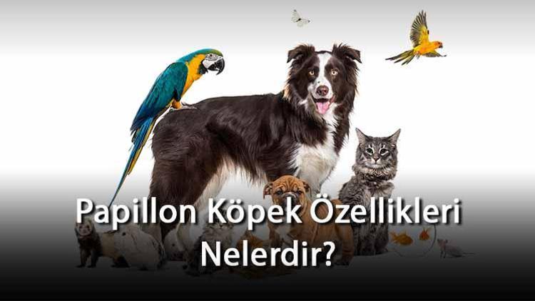 Papillon Köpek Özellikleri Nelerdir Ne Kadar Büyür, Nasıl Eğitilir Papillon Cinsi Köpek İçin İsim Önerileri