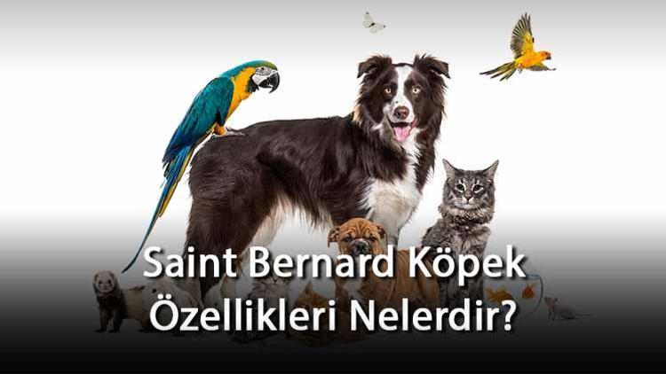 Saint Bernard Köpek Özellikleri Nelerdir? Ne Kadar Büyür, Nasıl Eğitilir? Saint Bernard Cinsi Köpek İçin İsim Önerileri