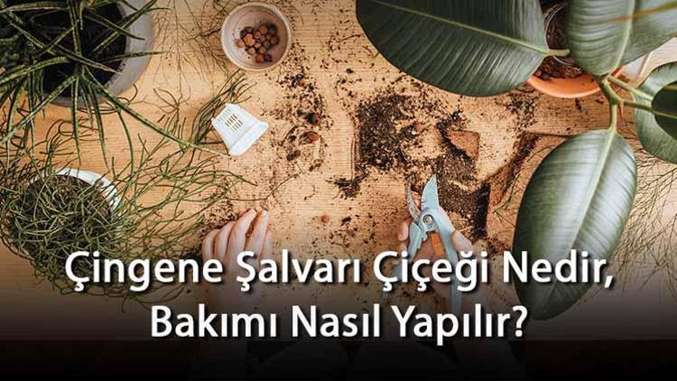 Çingene Şalvarı Çiçeği Nedir, Bakımı Nasıl Yapılır? Çingene Şalvarı Çiçeği Özellikleri Ve Bakımının Püf Noktaları