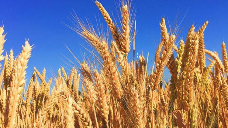 TMO Genel Müdüründen önemli buğday mesajı