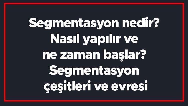 Segmentasyon nedir Nasıl yapılır ve ne zaman başlar Segmentasyon çeşitleri ve evresi