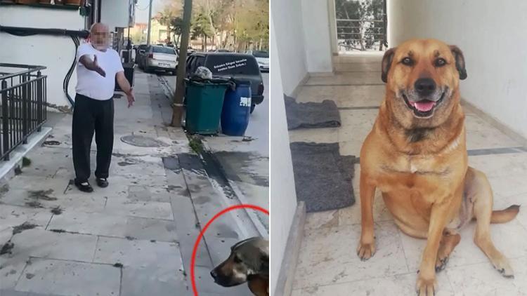 Daha önce tehdit ettiği komşunun köpeğini öldürdü