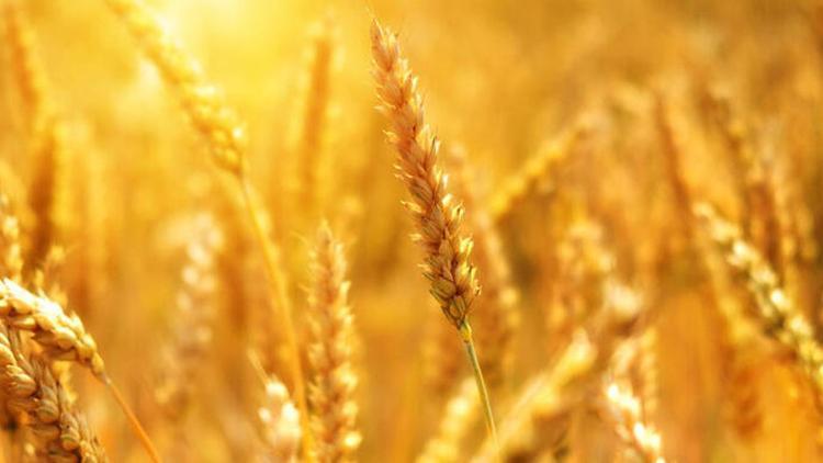 Ukrayna buğdayı nasıl çıkartılacak